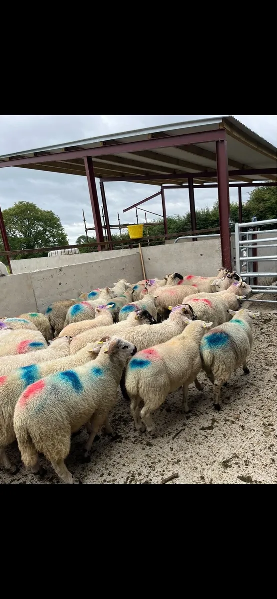 40 strong store lambs 🔥 - Image 1