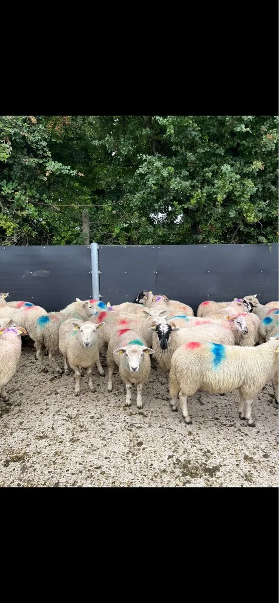 40 strong store lambs 🔥 - Image 2