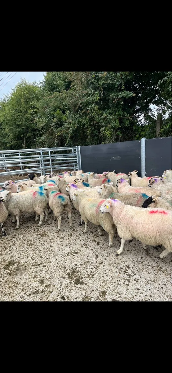 40 strong store lambs 🔥 - Image 3