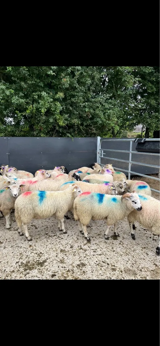40 strong store lambs 🔥 - Image 4
