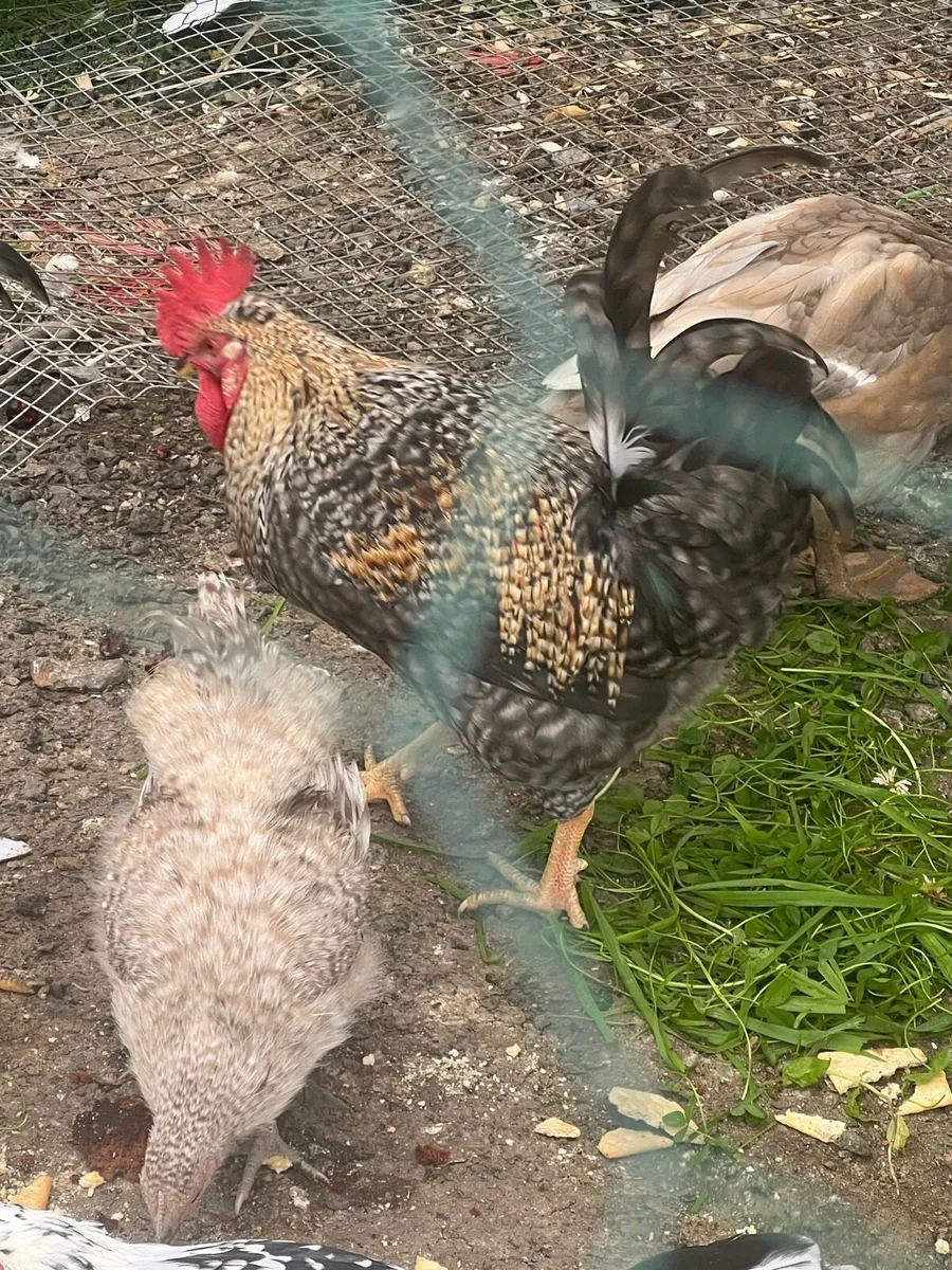 Roosters - Image 2