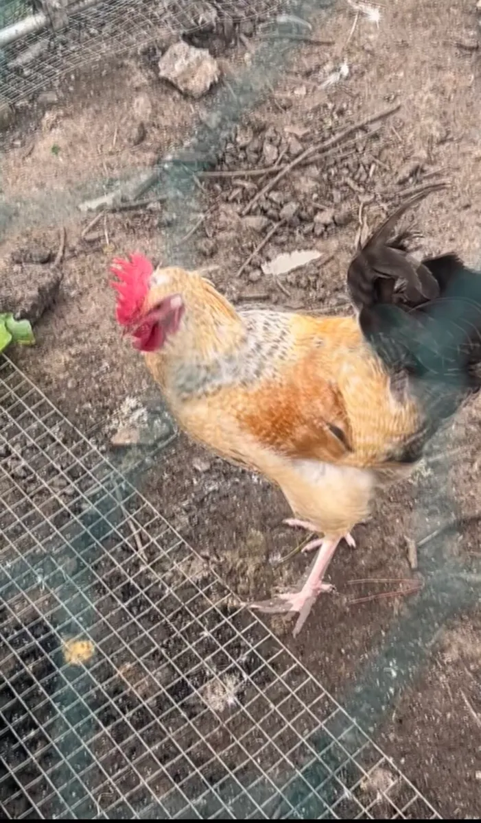 Roosters - Image 3