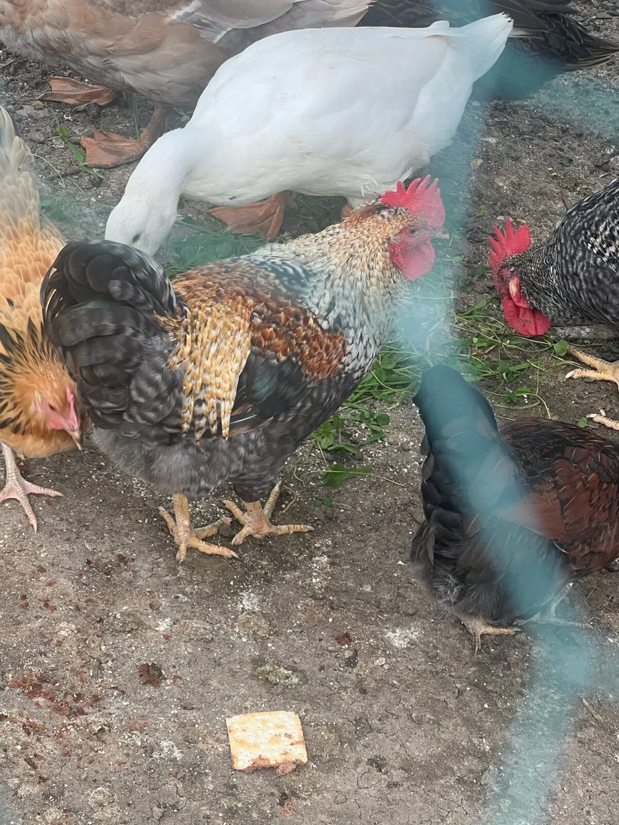 Roosters - Image 4