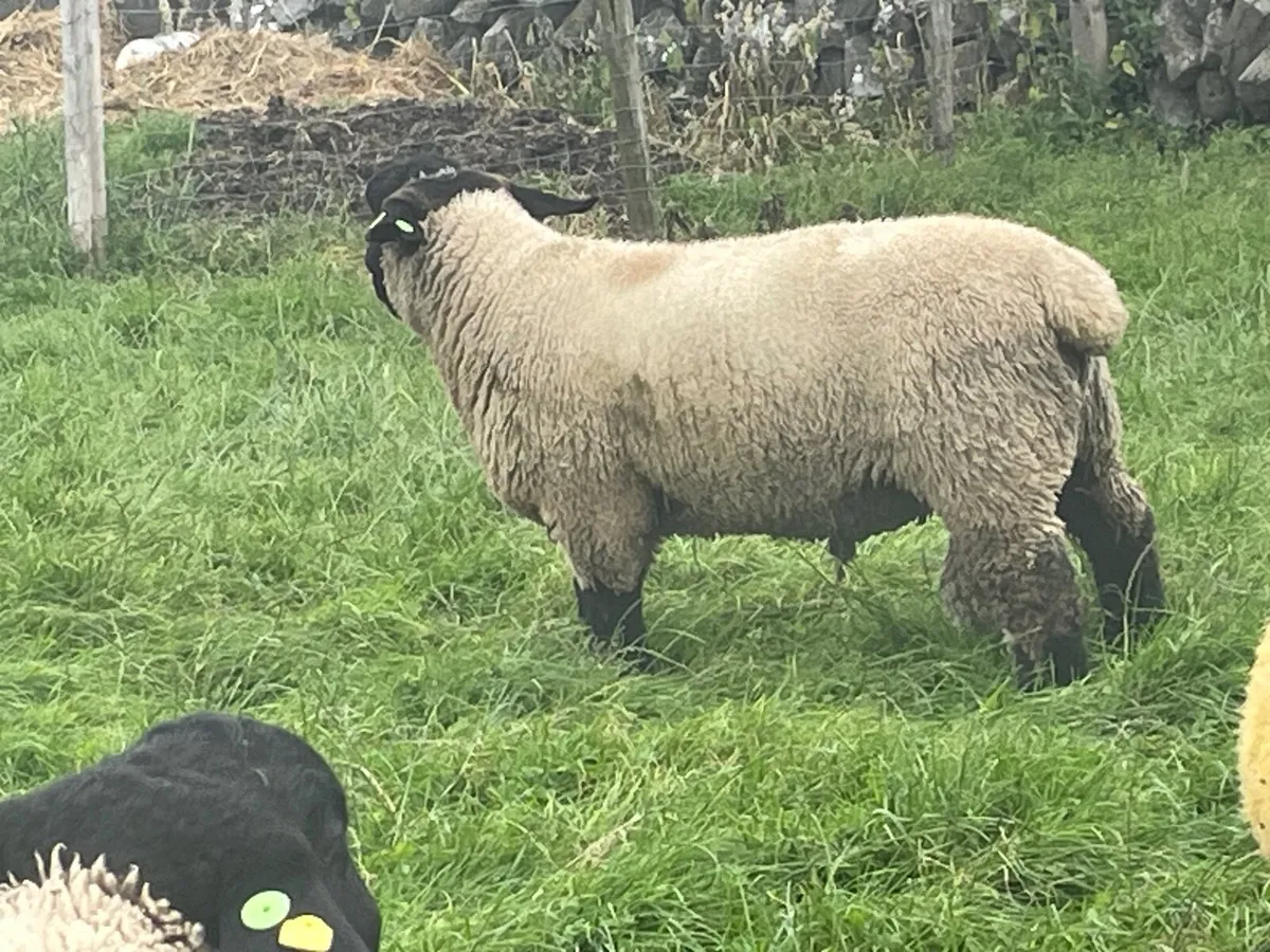 Pedigree Suffolk Sheep - Image 1