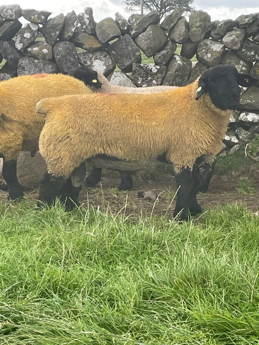 Pedigree Suffolk Sheep - Image 2
