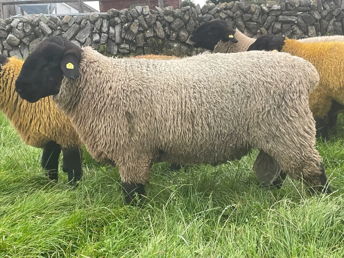 Pedigree Suffolk Sheep - Image 3