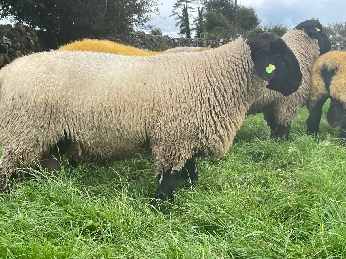 Pedigree Suffolk Sheep - Image 4