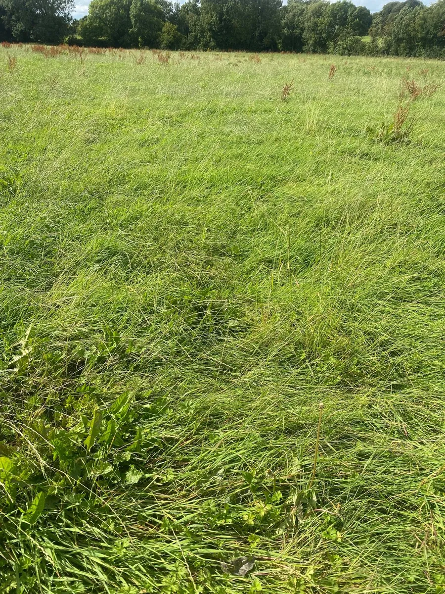 Meadow after grass - Image 1