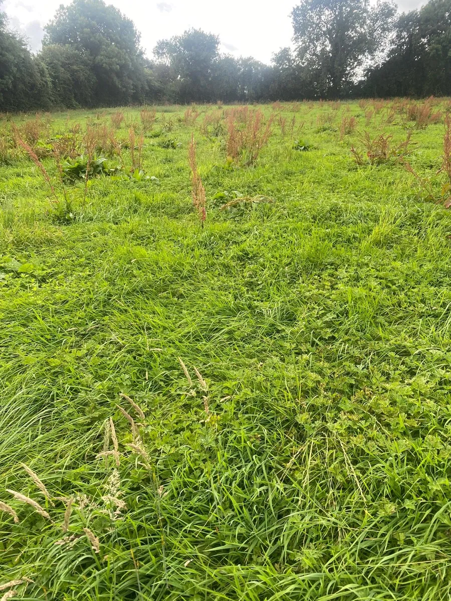 Meadow after grass - Image 2