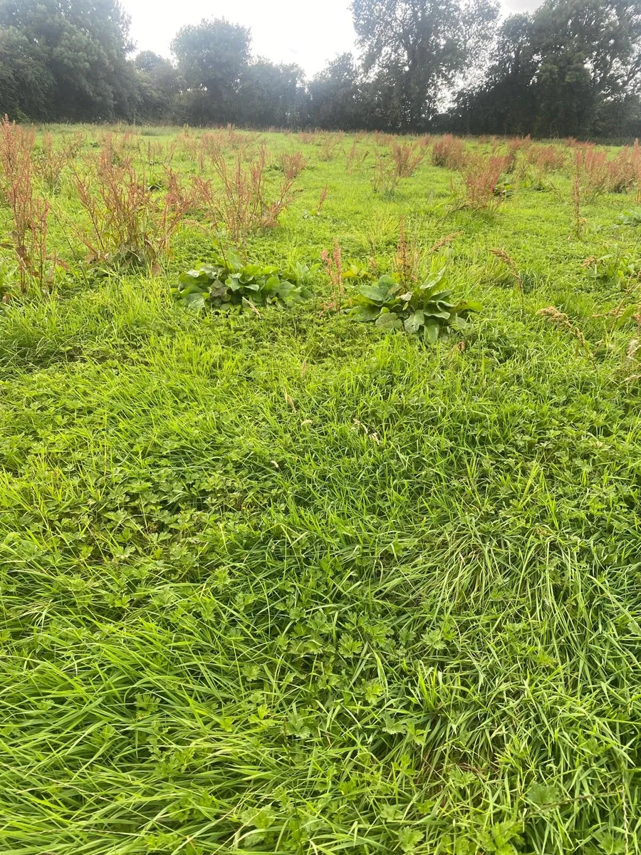 Meadow after grass - Image 3