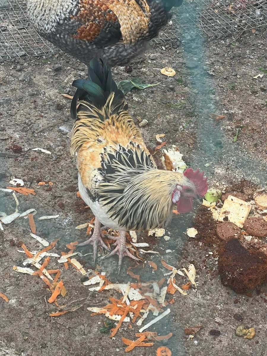 Roosters - Image 1