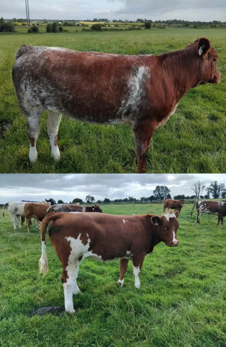 Heifers - Image 2