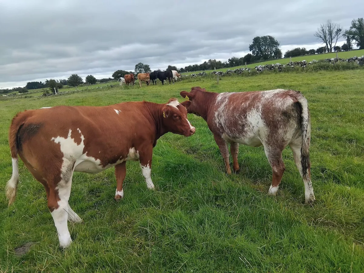 Heifers - Image 1