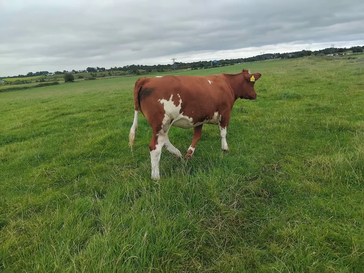 Heifers - Image 4