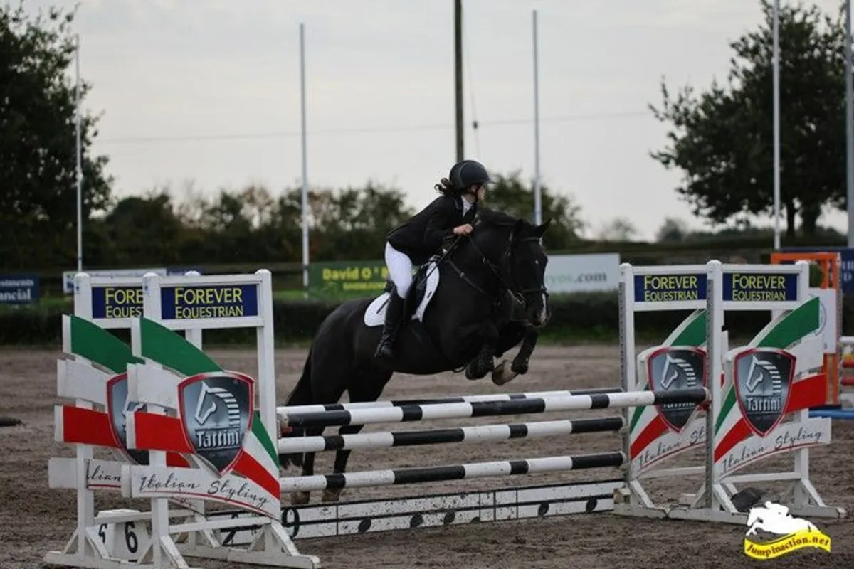 148 Schoolmaster Gelding Pony - BlackJack - Image 3
