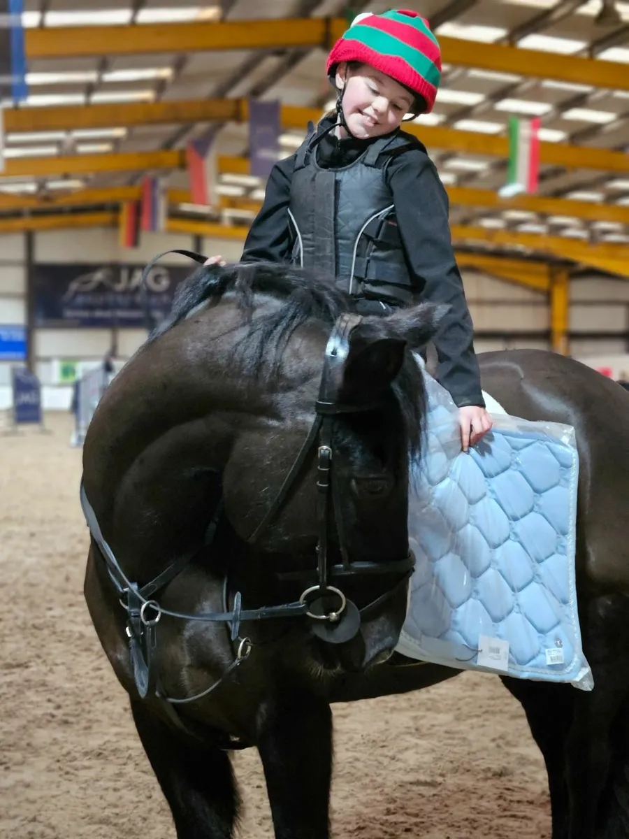 148 Schoolmaster Gelding Pony - BlackJack - Image 4