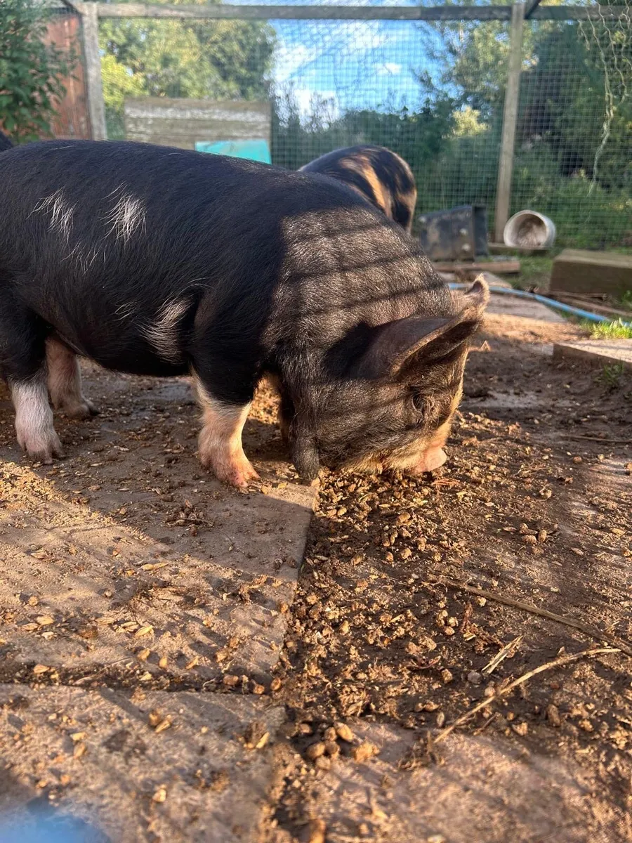 Kune kune piglets - Image 1