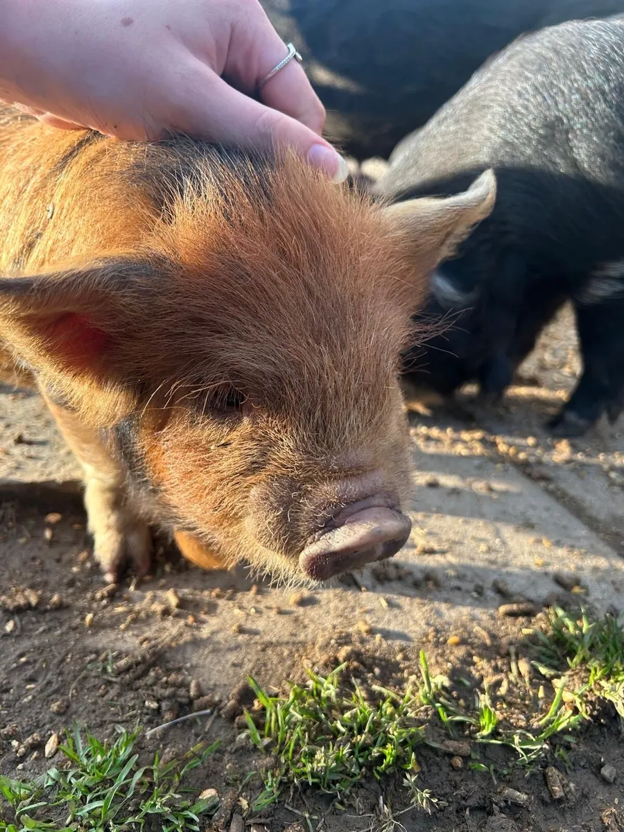 Kune kune piglets - Image 2