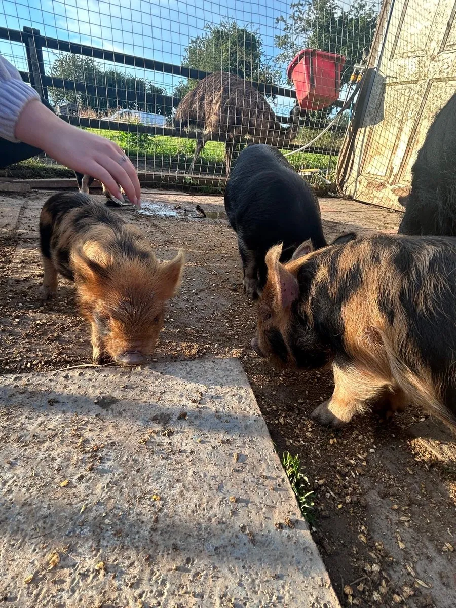 Kune kune piglets - Image 3