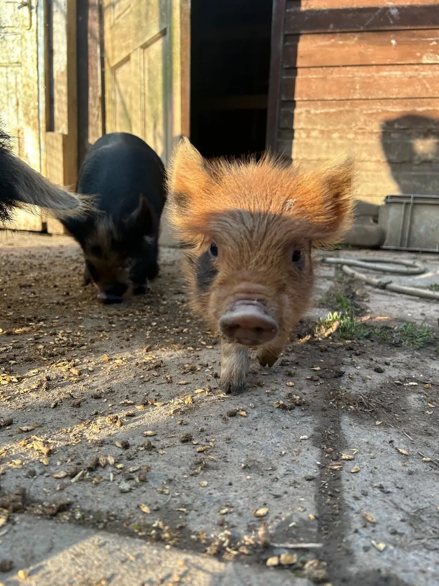 Kune kune piglets - Image 4