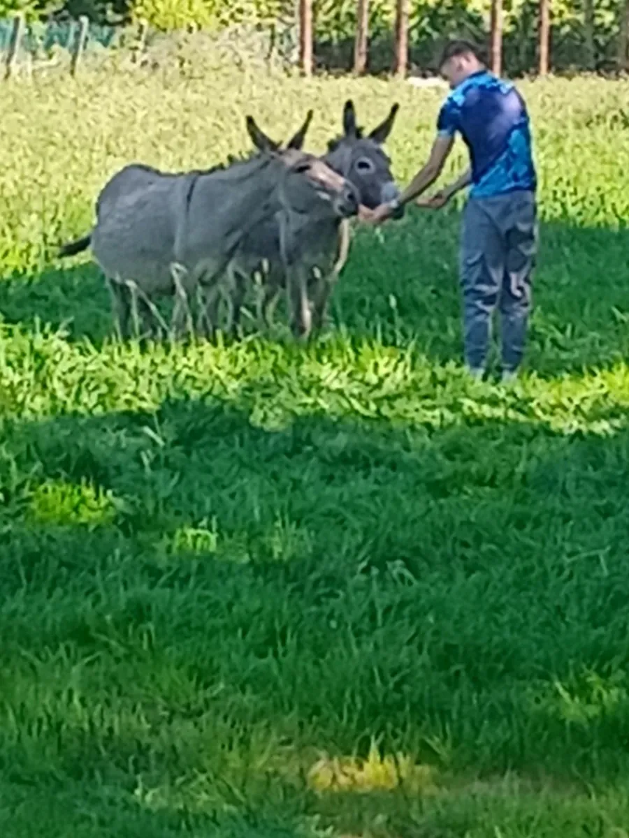 Female Donkey - Image 3