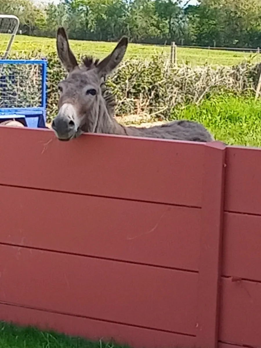 Female Donkey - Image 4