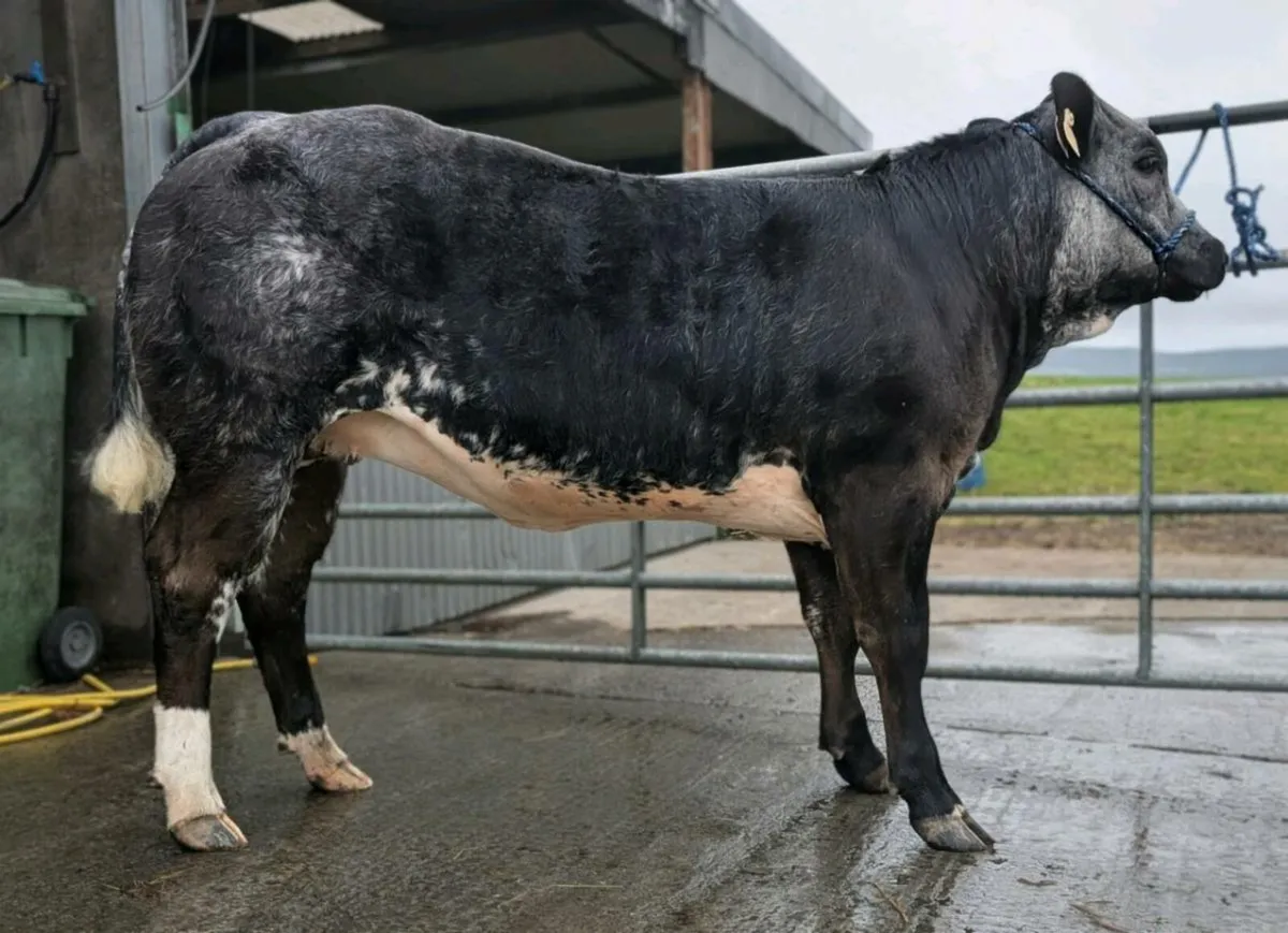 Super heifer Balla Mart Tuesday 12th August - Image 1