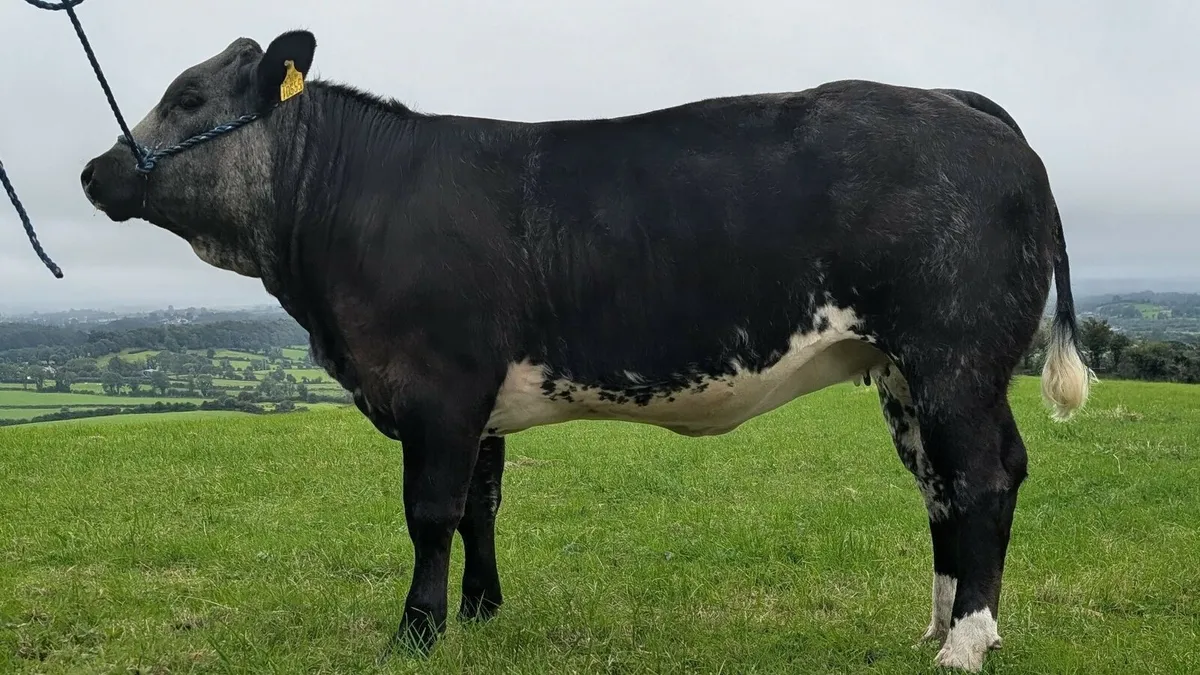 Super heifer Balla Mart Tuesday 12th August - Image 3
