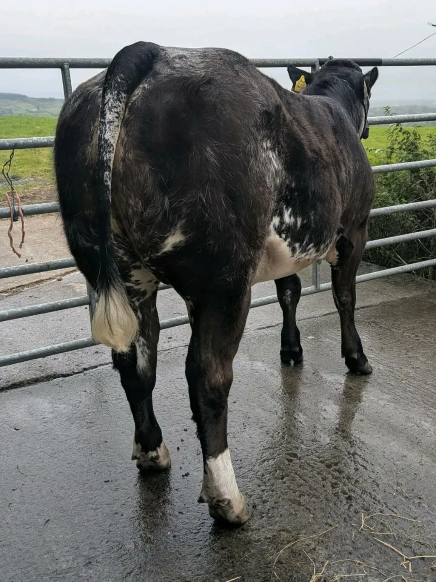 Super heifer Balla Mart Tuesday 12th August - Image 4
