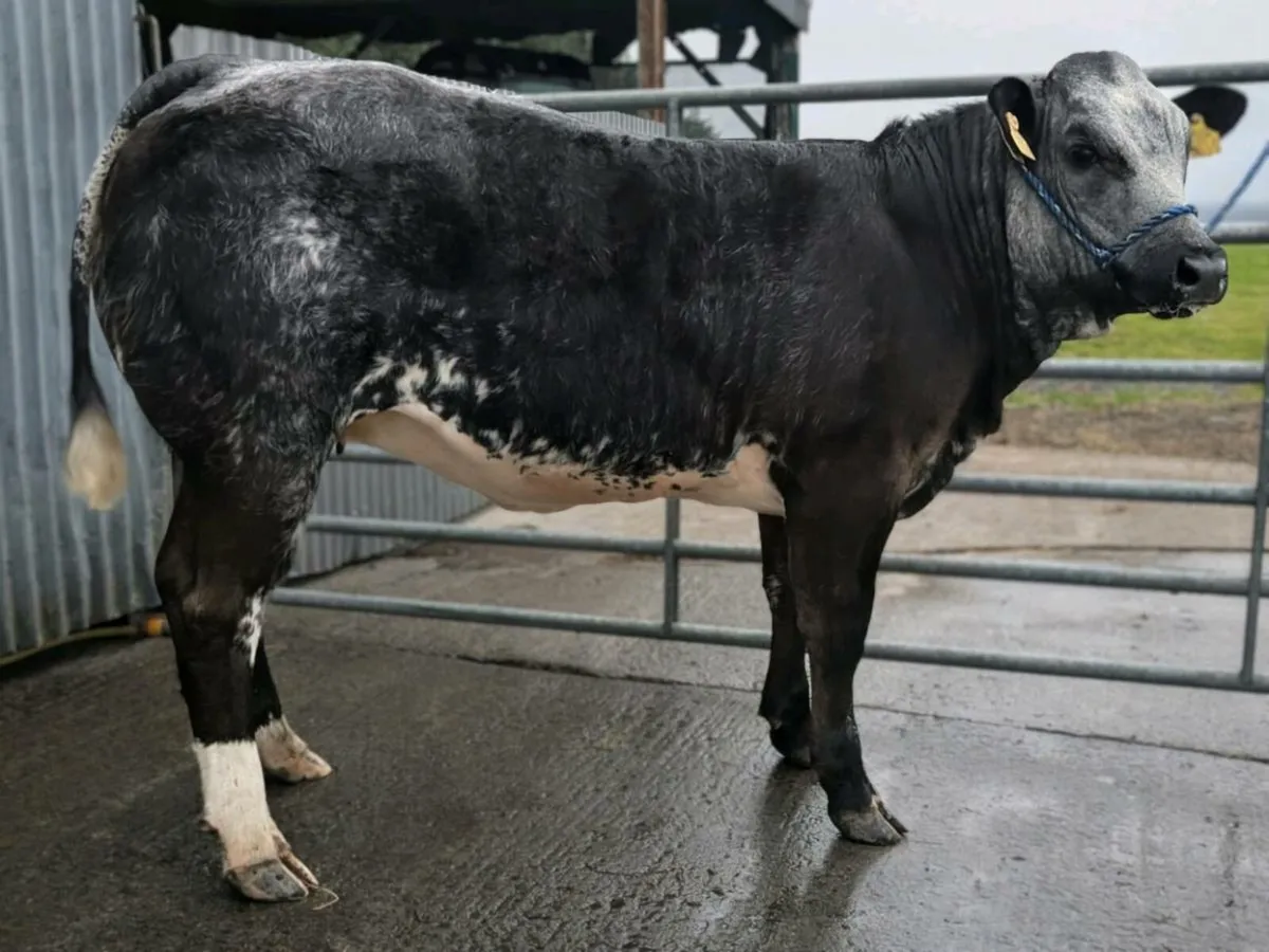 Super heifer Balla Mart Tuesday 12th August - Image 2