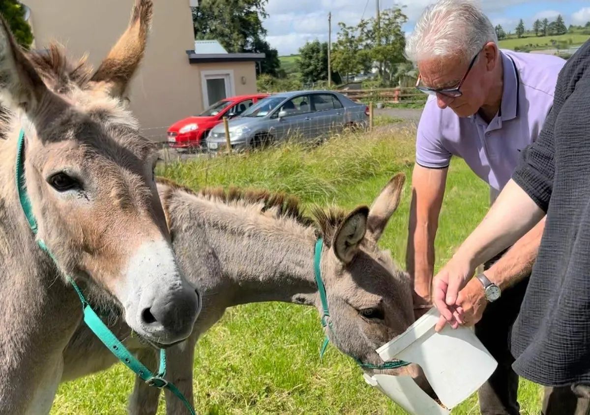 Female Donkey - Image 1
