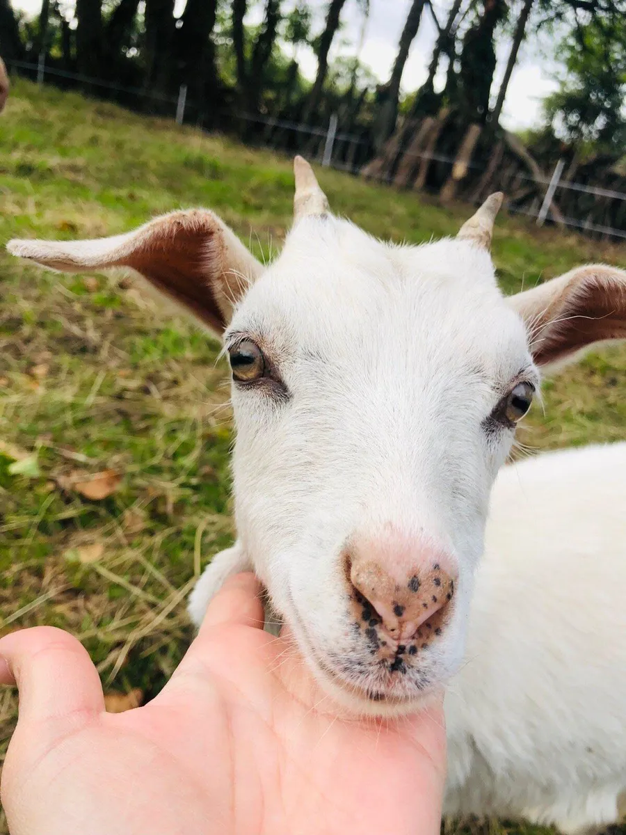 2 x female goats - Image 1
