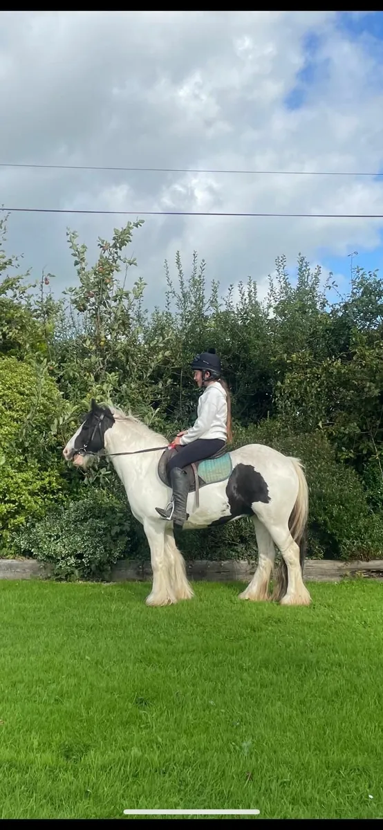 13.2  cob gelding - Image 1