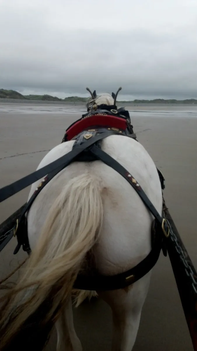 13.2  cob gelding - Image 3