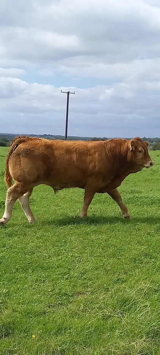 P.B Limousin Bull calf. Organic. - Image 1