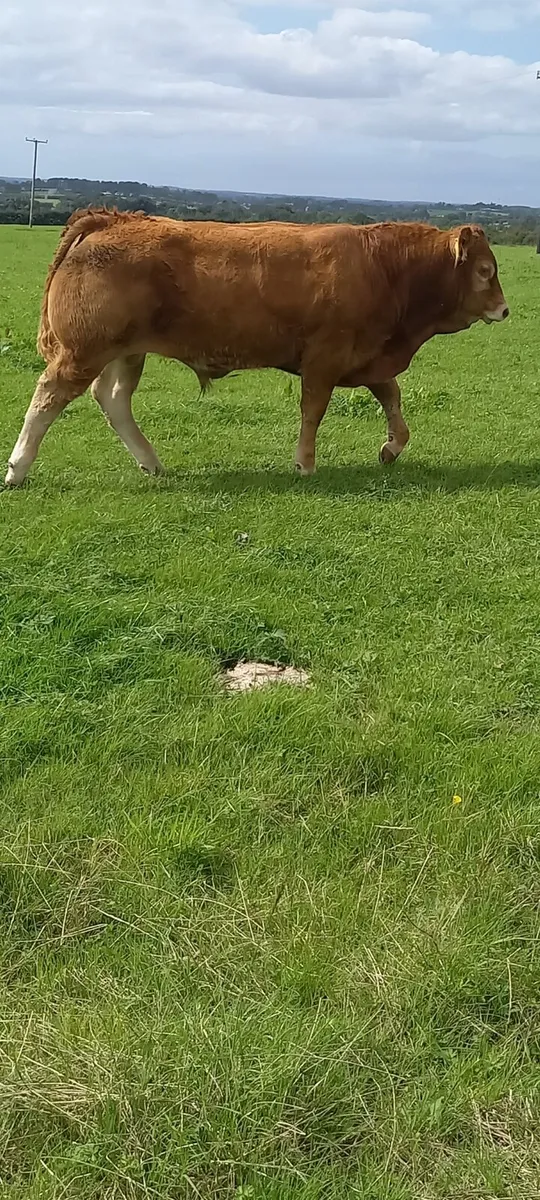 P.B Limousin Bull calf. Organic. - Image 2