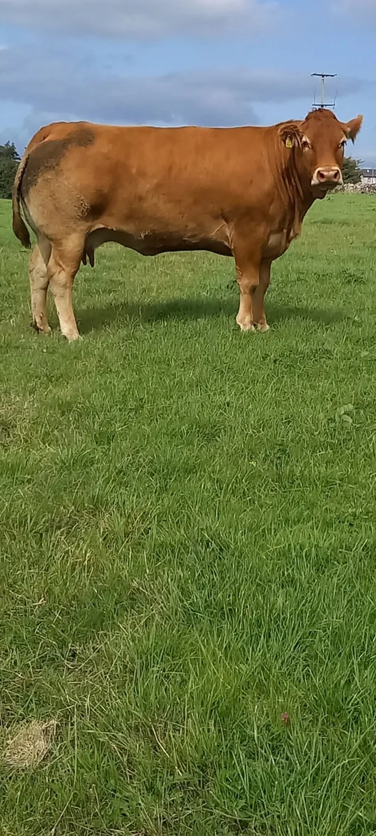 P.B Limousin Bull calf. Organic. - Image 3