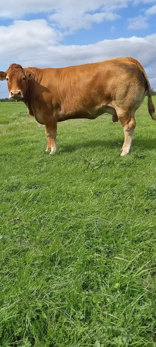 P.B Limousin Bull calf. Organic. - Image 4