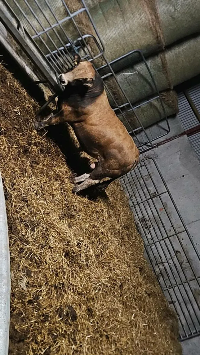 Pedigree aubrac bull - Image 1