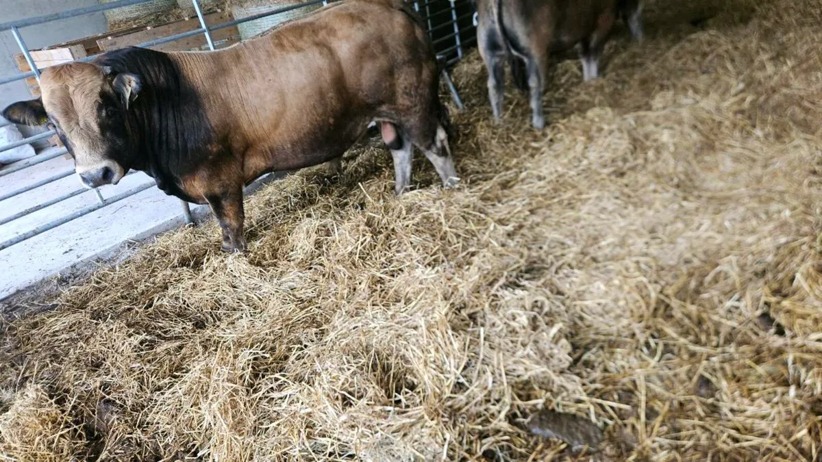 Pedigree aubrac bull - Image 2