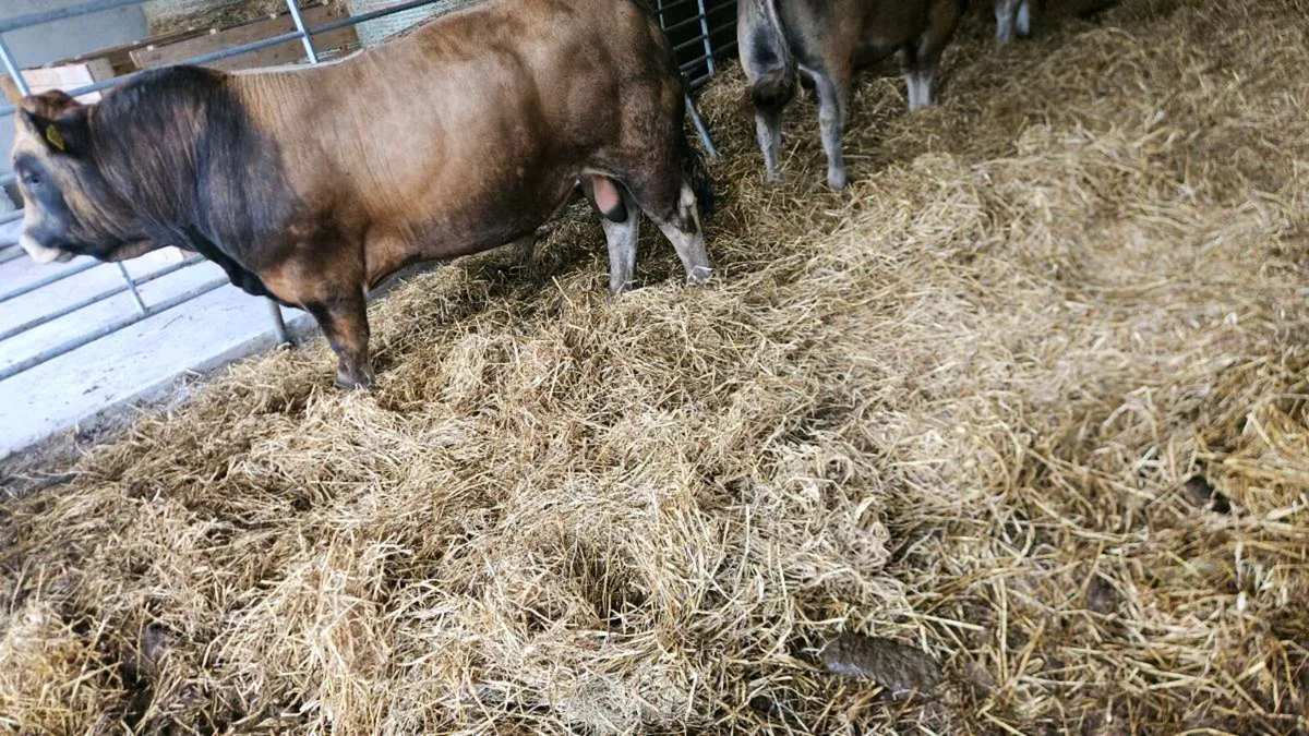 Pedigree aubrac bull - Image 3