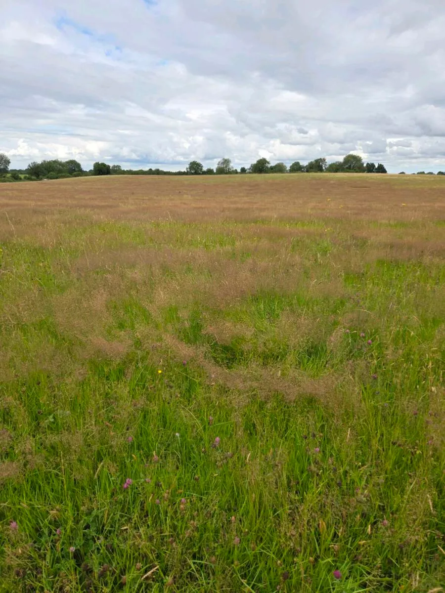 Meadow for sale - Image 2