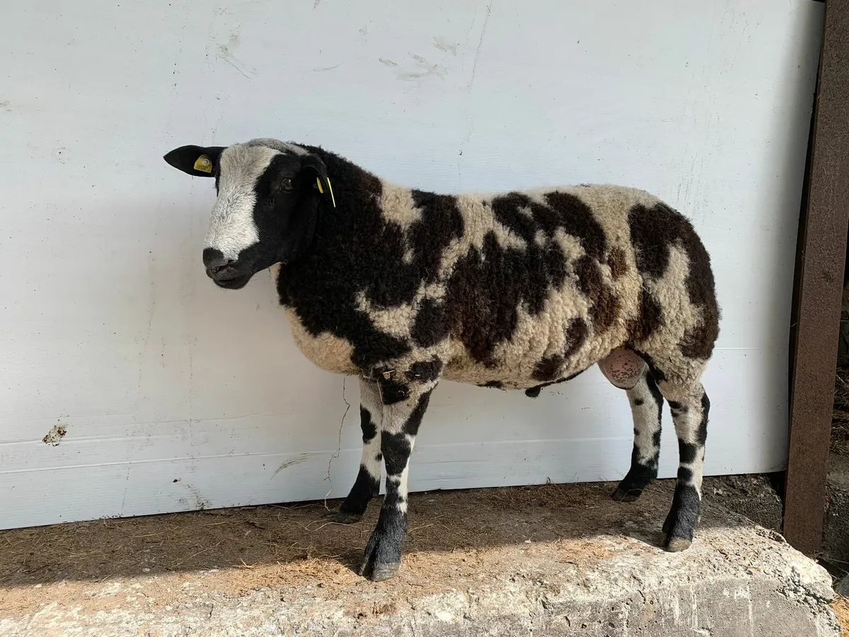 Ram Lamb - Image 1