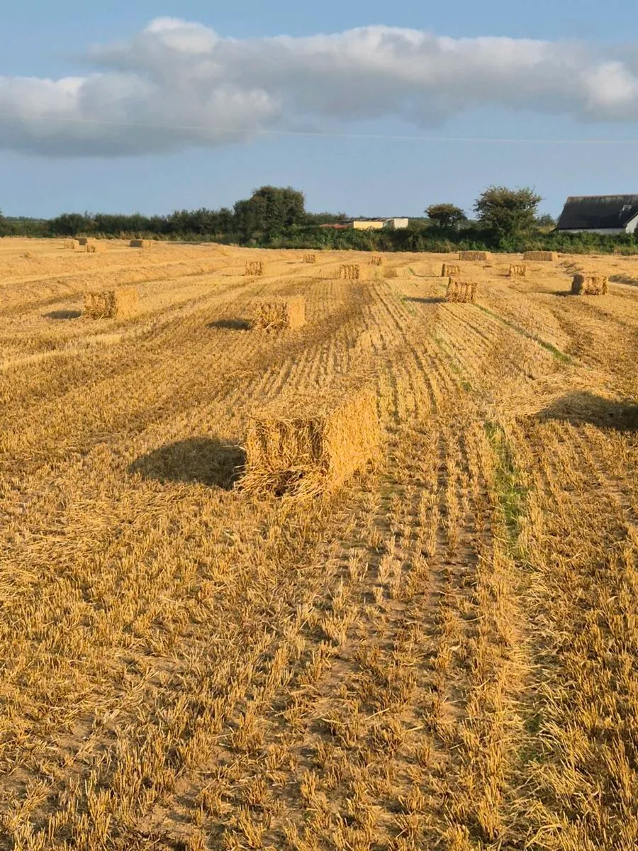 Straw for sale - Image 1