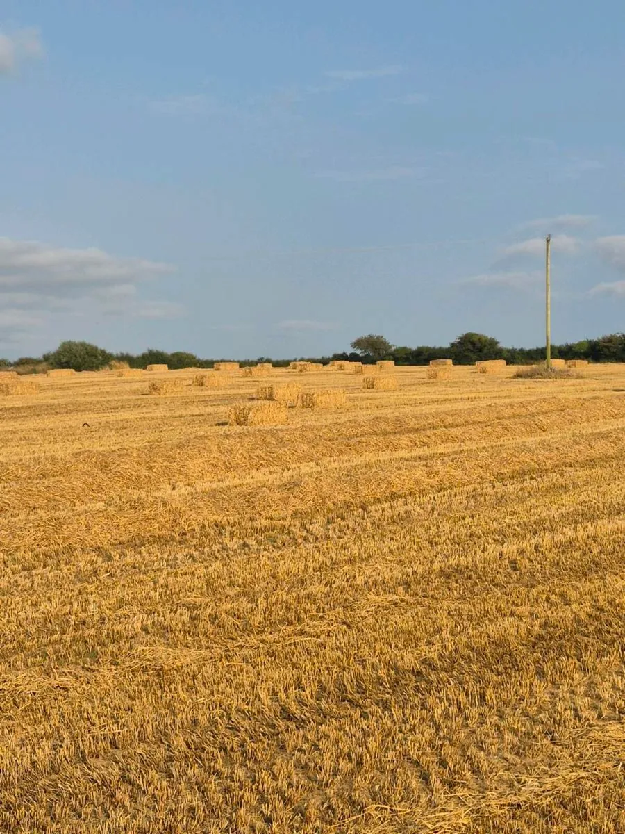 Straw for sale - Image 2