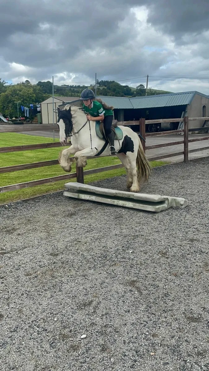 13.2  cob gelding - Image 4