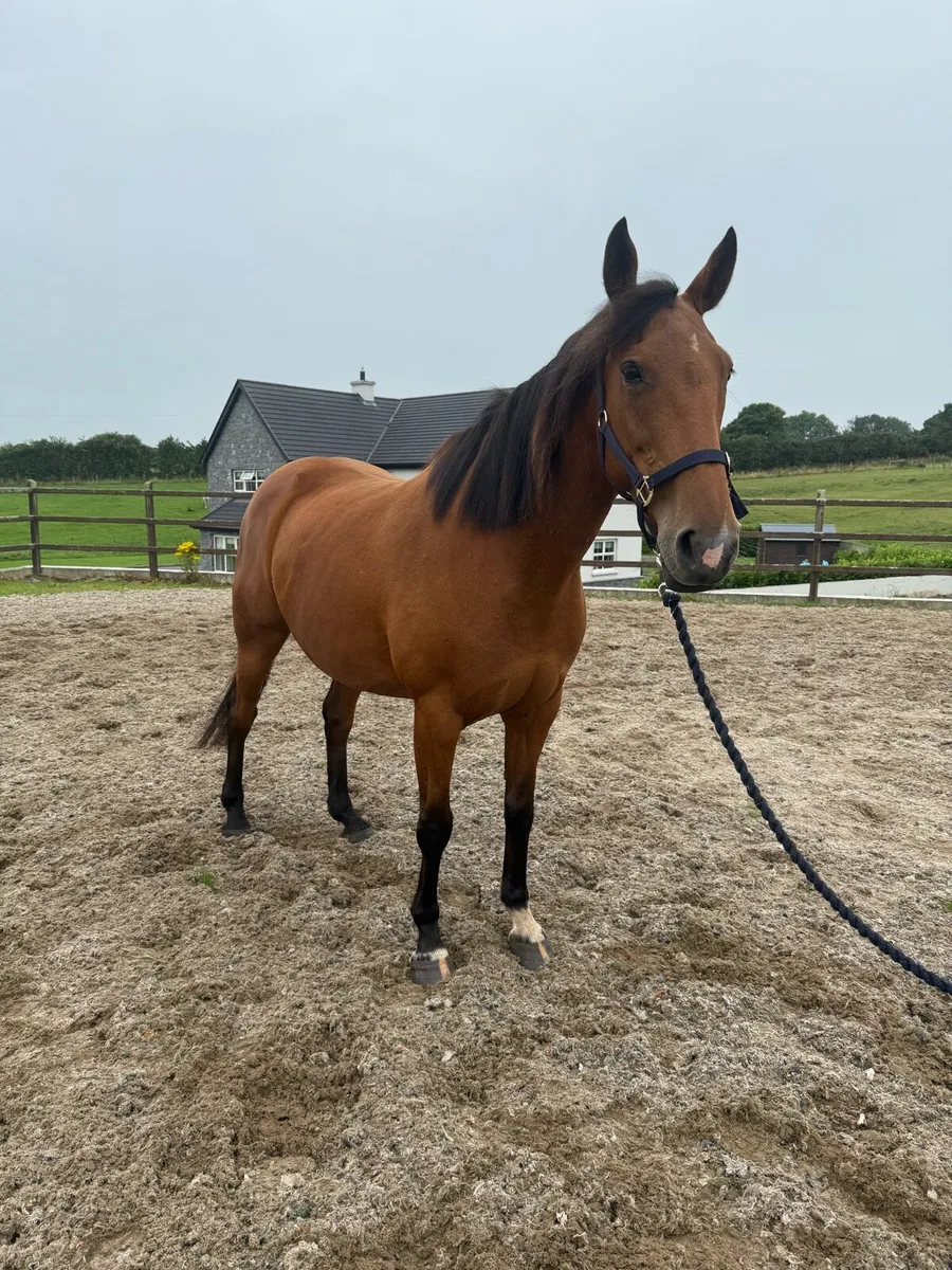 Beautiful ISH Broodmare for Sale - Image 1
