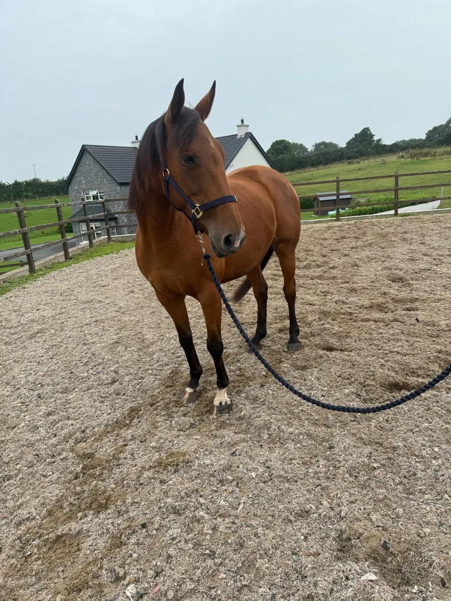 Beautiful ISH Broodmare for Sale - Image 2