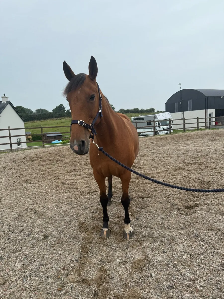 Beautiful ISH Broodmare for Sale - Image 3