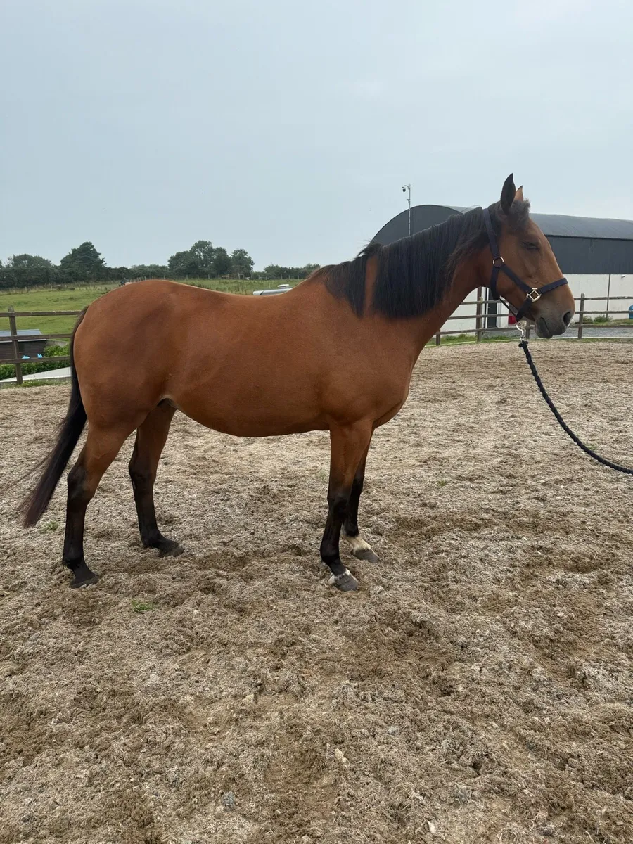 Beautiful ISH Broodmare for Sale - Image 4